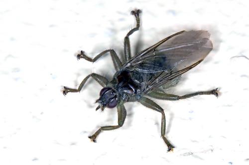 Ornithomya biloba